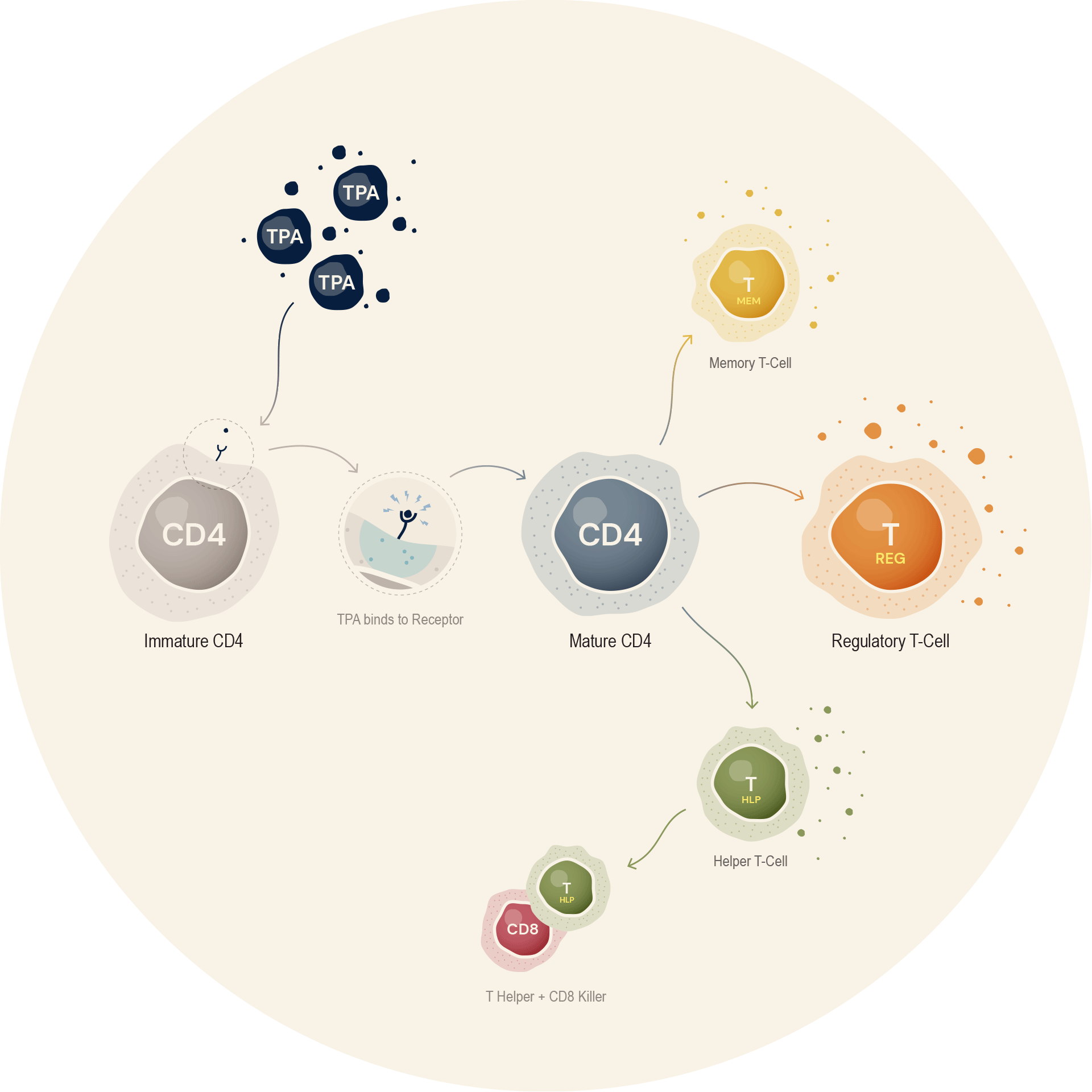 science-illustration-02.gif